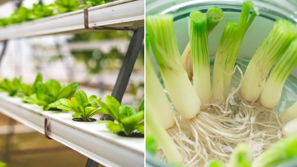 Only 72 Hours – I Grew Vegetables Indoors Using Nothing But Water!