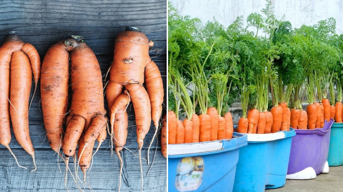 People Laughed When They Saw How I Grew Carrots… Not Anymore!