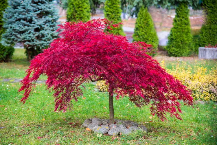 Should You Prune Your Japanese Maple Tree in Winter? What You Need to Know