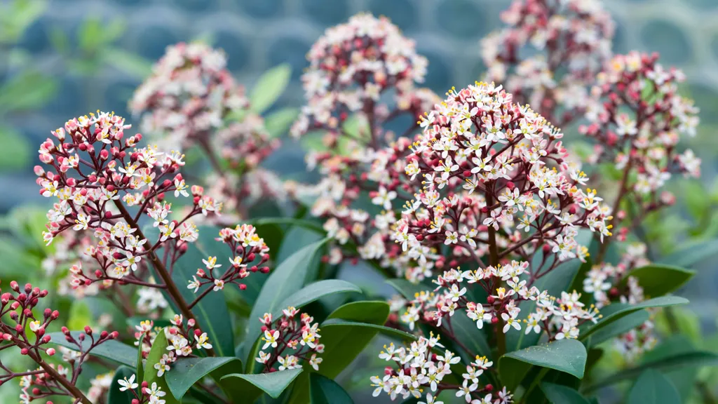 7 Fragrant Flowering Shrubs to Brighten Your Winter Garden with Color and Scent
