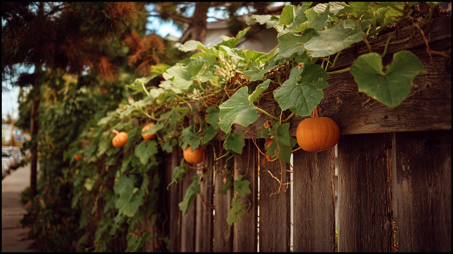 Which Five Maintenance Free Grasses Bring Instant Movement to Your Railing View?