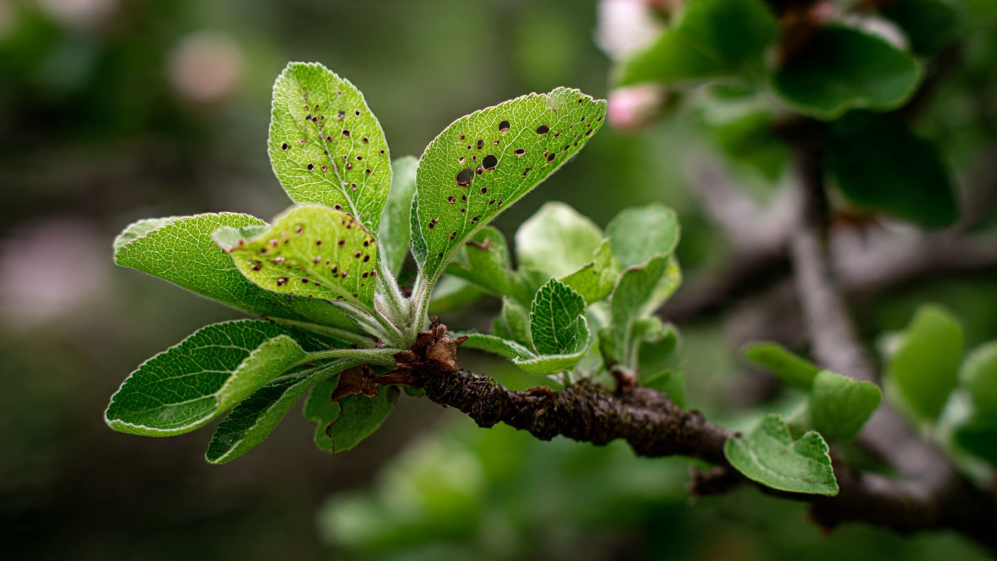 Why Does Your Apple Tree Develop Holes in Its Leaves Each Spring?