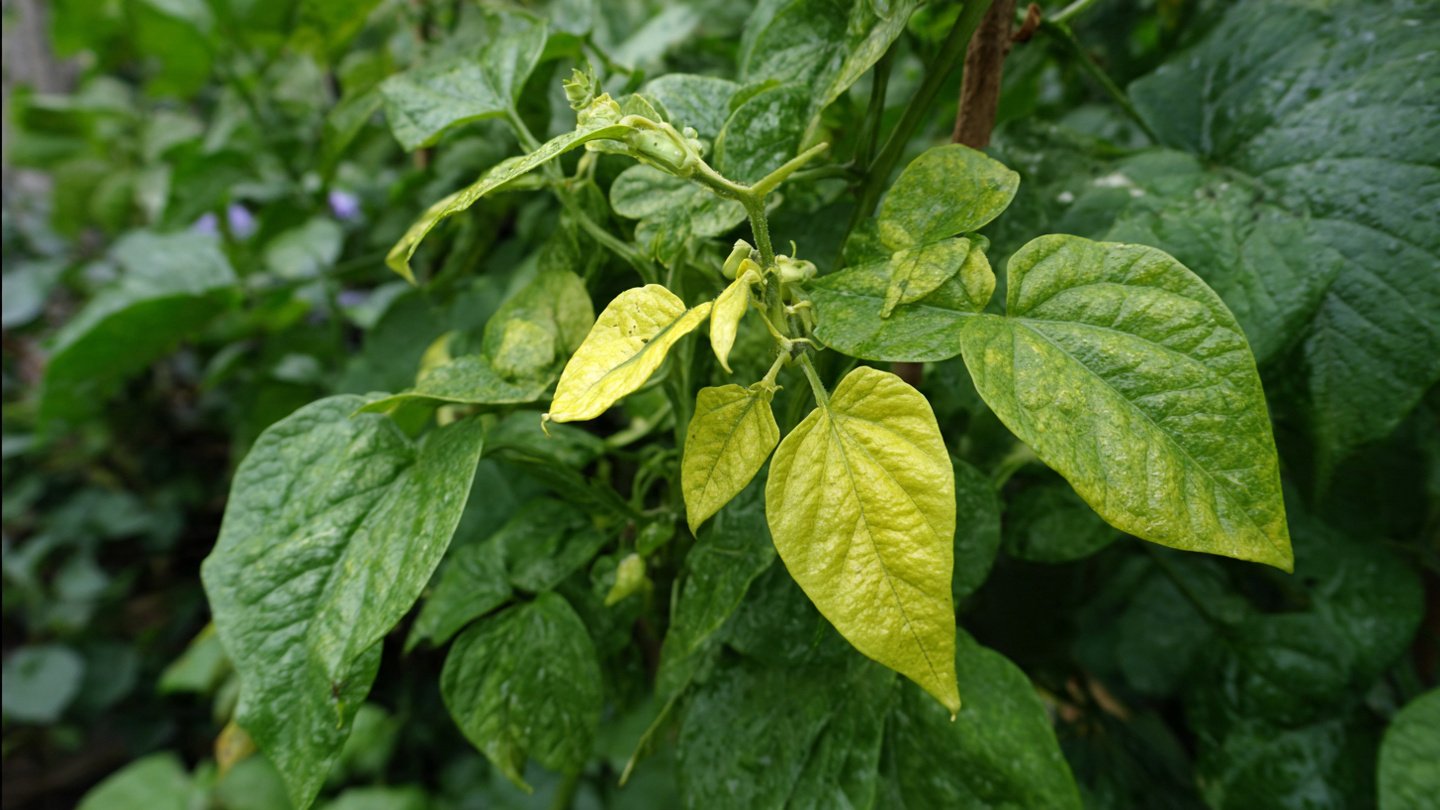 What Might Be Causing Your Bean Plants to Turn Yellow?