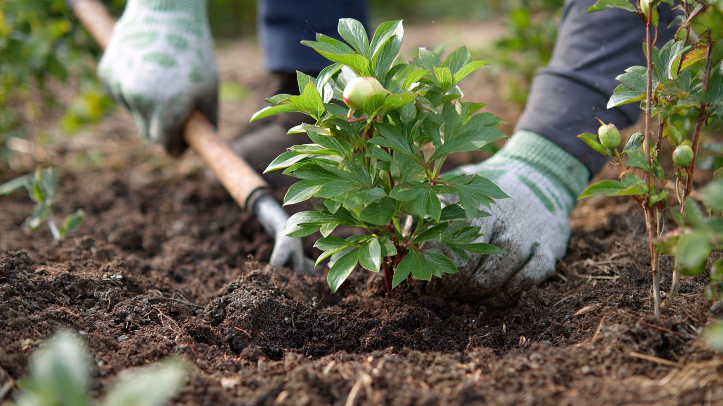 What Should You Consider Before Planting Peonies in Spring?