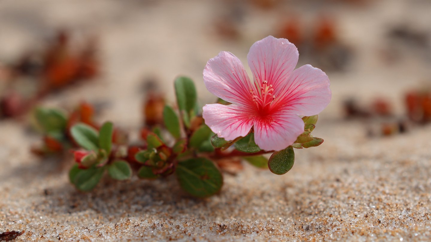 Why Is This Common Garden Flower Easier to Root in Sand?
