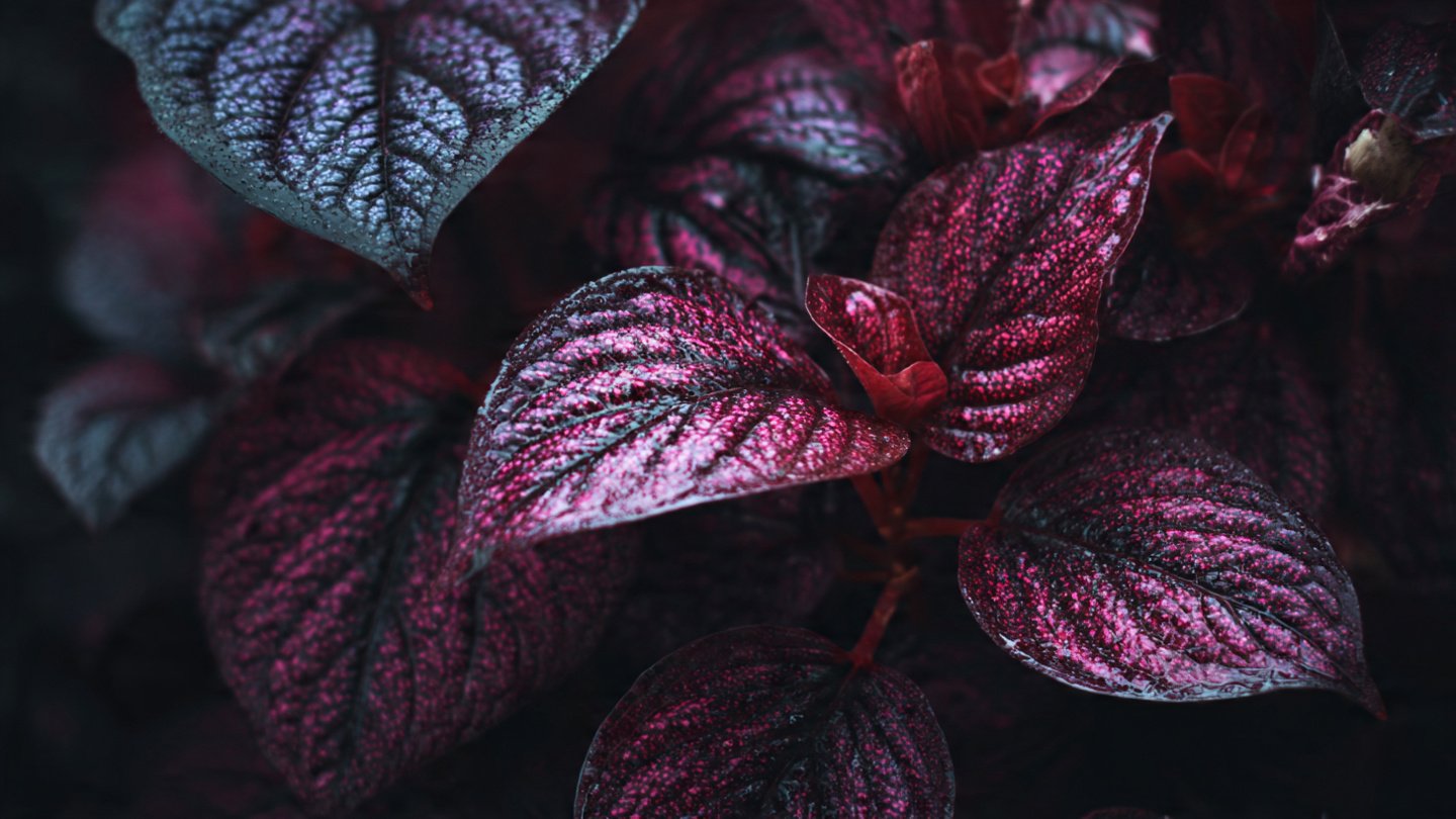 Why Are Dark Leafy Plants Captivating Everyone This Season?