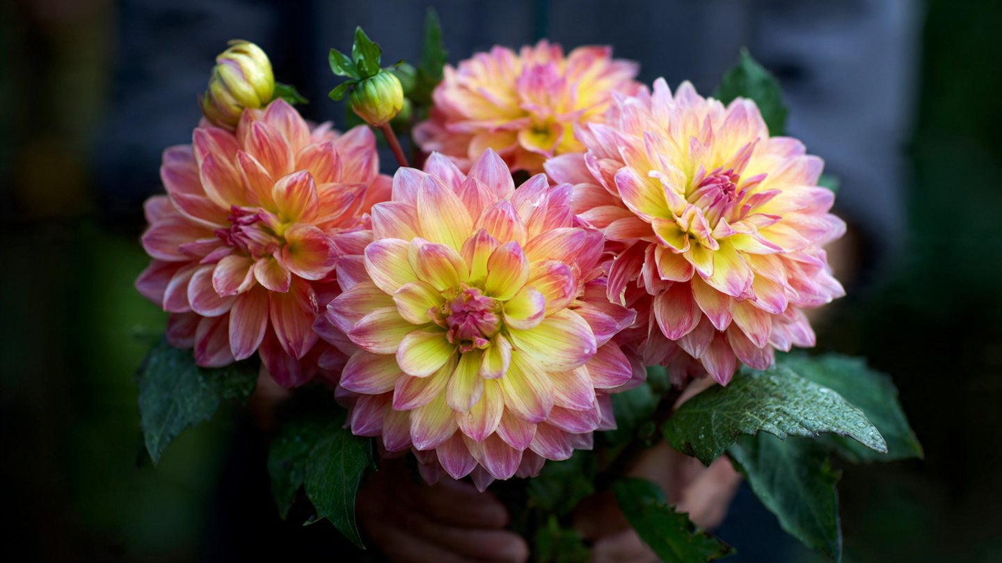 How to Grow Giant Dahlias from Small Tuber Cuttings