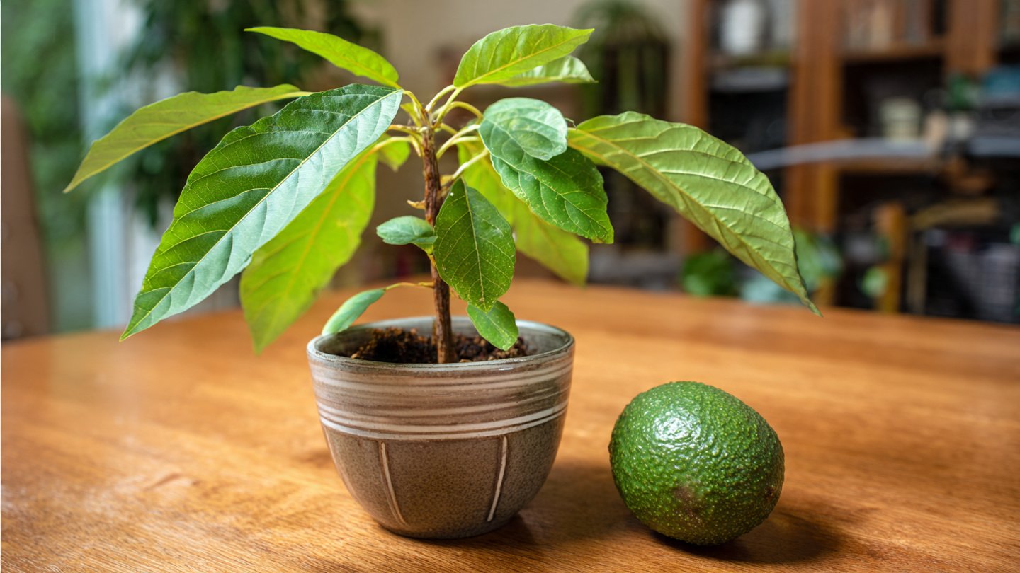 Can You Really Grow Avocados From a Pit Without Using the Toothpick Method?