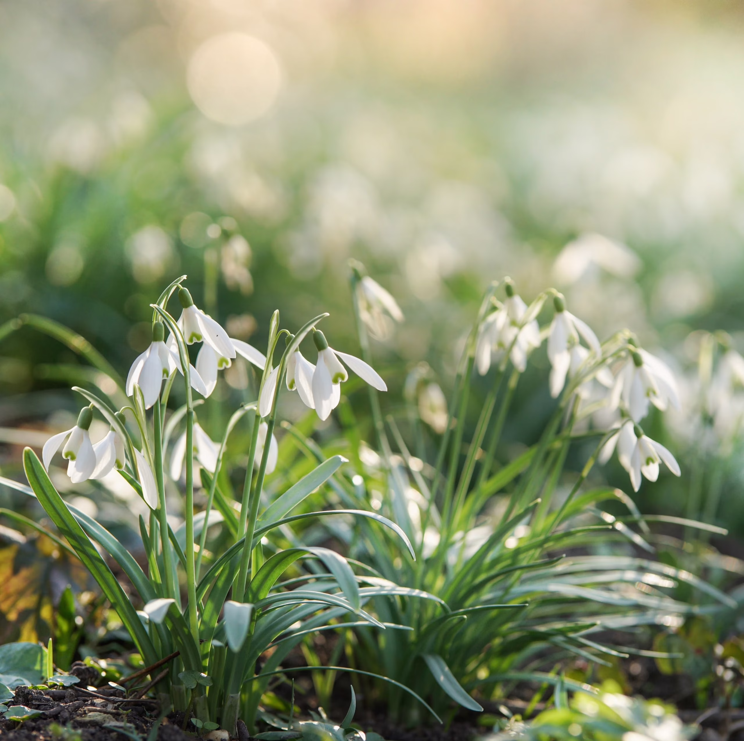 How to Plant Snowdrops in the Green for a Beautiful Hint of Early Spring