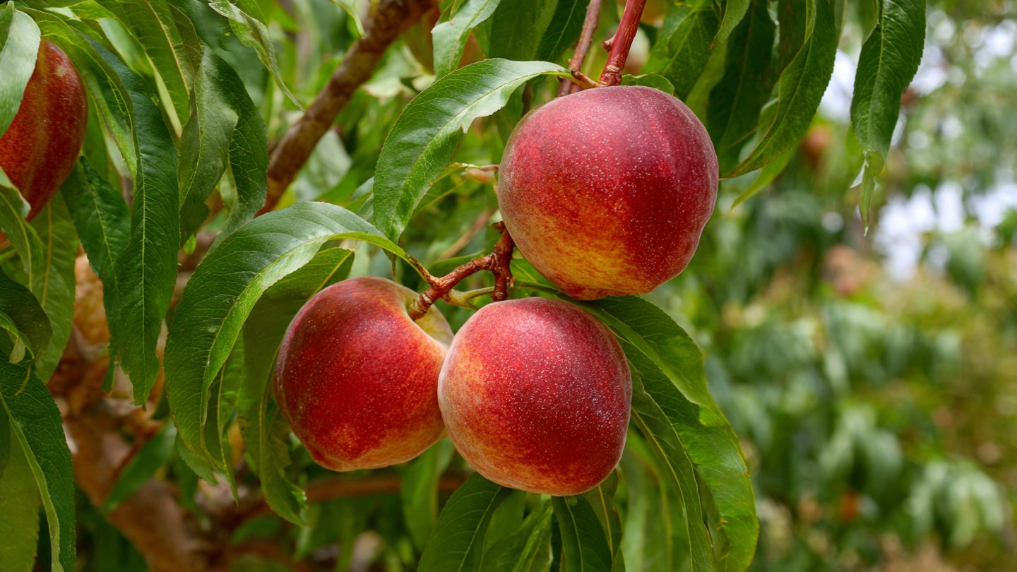 How Can You Ripen Peaches on the Tree Faster with a Simple Hack?