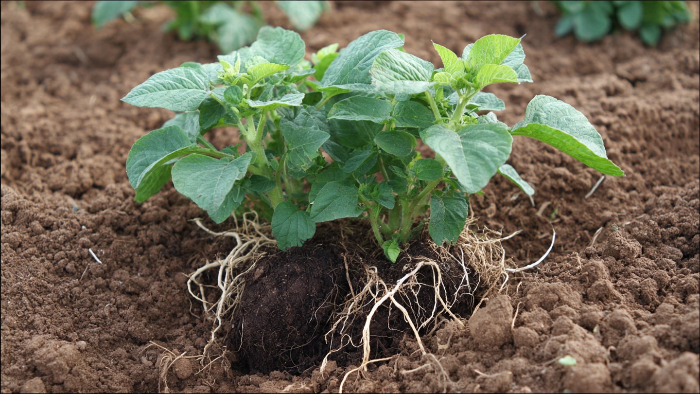 Why Do Your Potato Plants Need To Be Buried Twice For Better Yields?