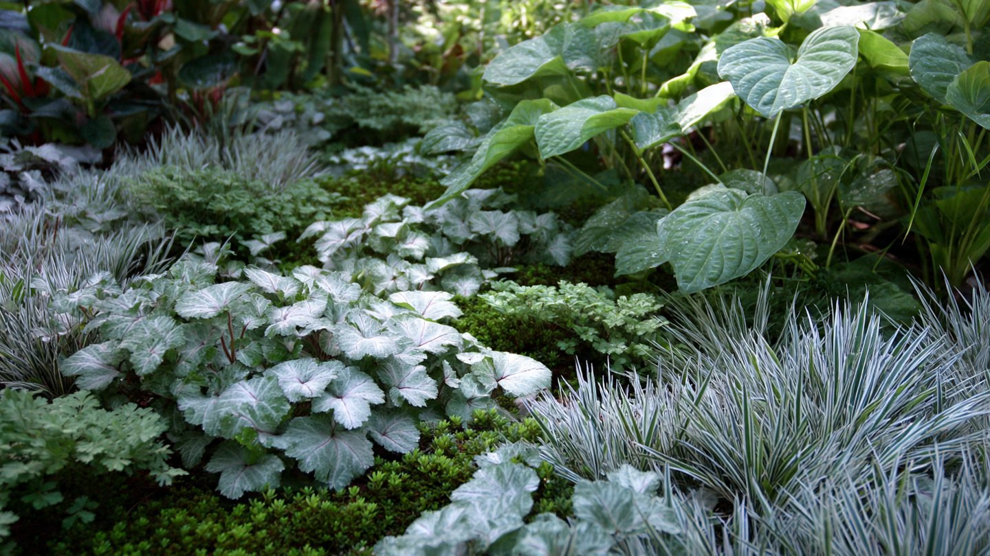 Why Do Professional Landscapers Favor Silver-Toned Groundcovers for Shade?