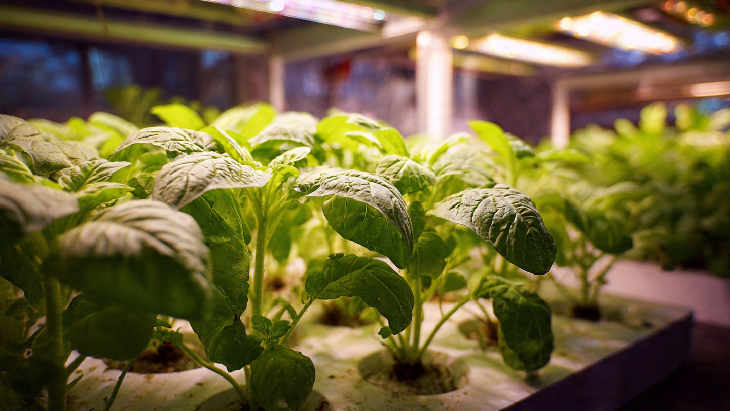 How Can You Successfully Acclimate Greenhouse Plants to Your Home for Optimal Growth?