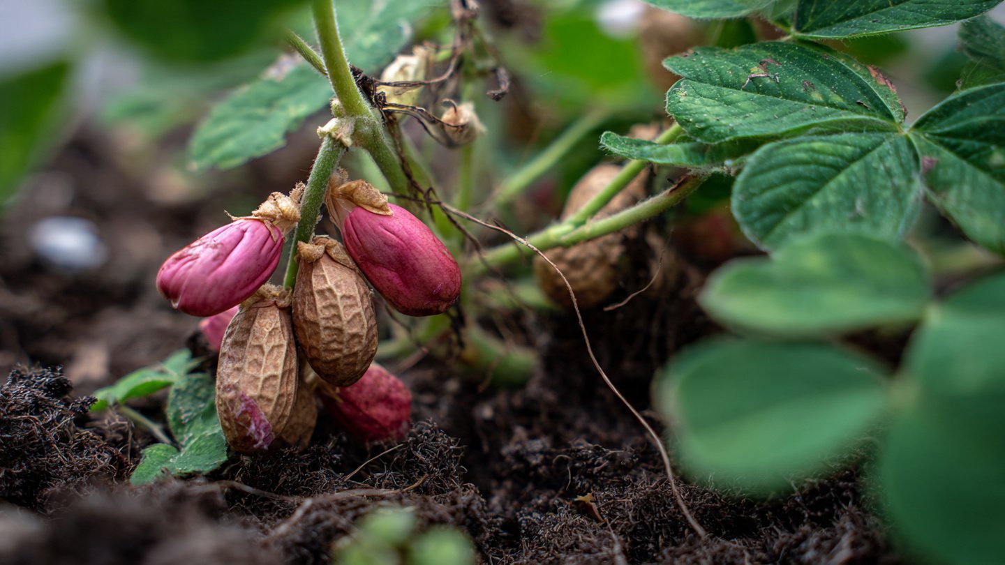 How Can You Successfully Grow Peanuts in a Northern Backyard?