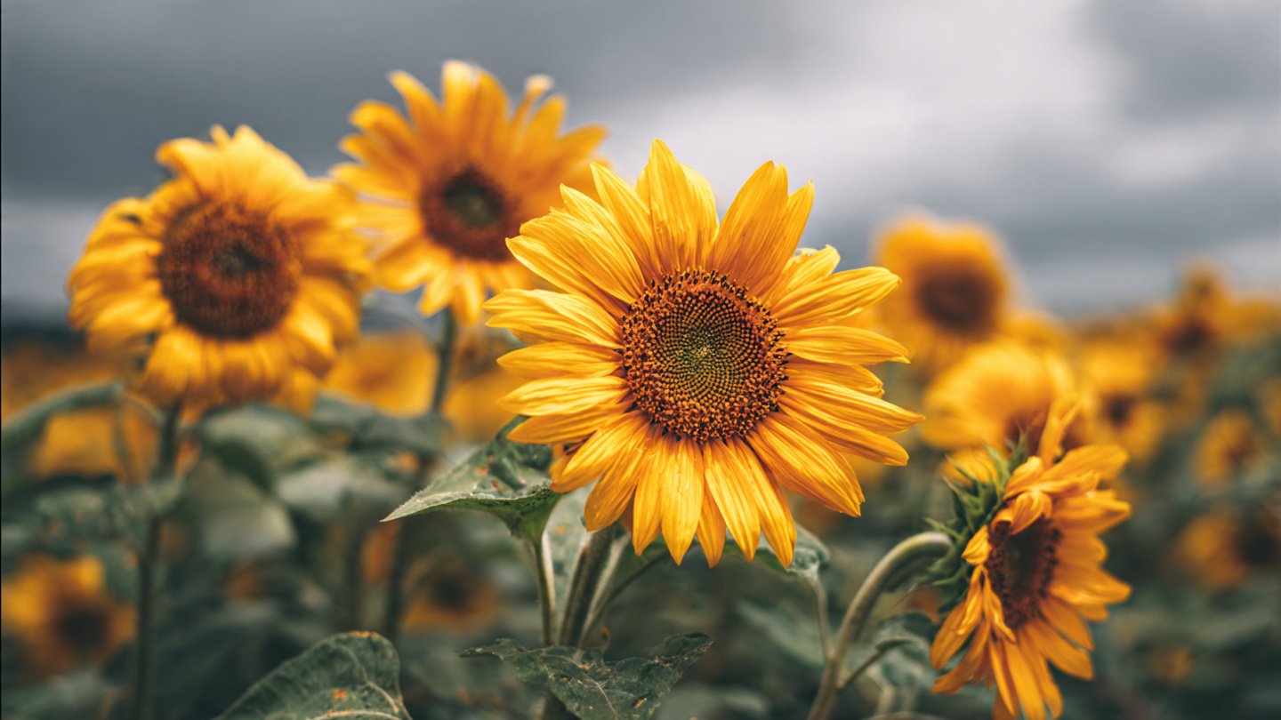 Why Are Your Sunflowers Drooping Their Heads in Late Summer?