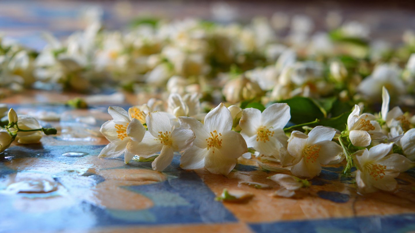 How Will This Unique Type of Jasmine Transform the Aroma of Your Entire Floor?