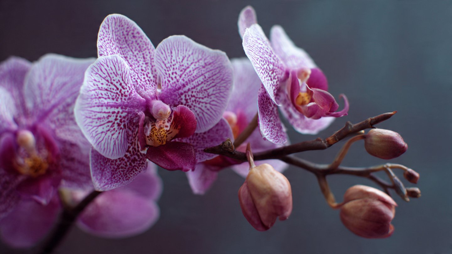 Unlocking the Secret to Making Your Orchid Bloom Again