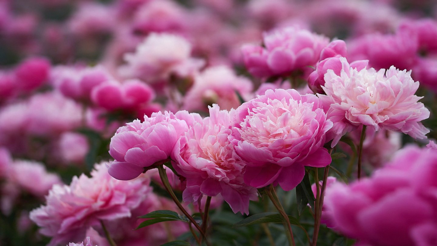 What Essential Step Should You Take Before Planting Peonies This Spring?