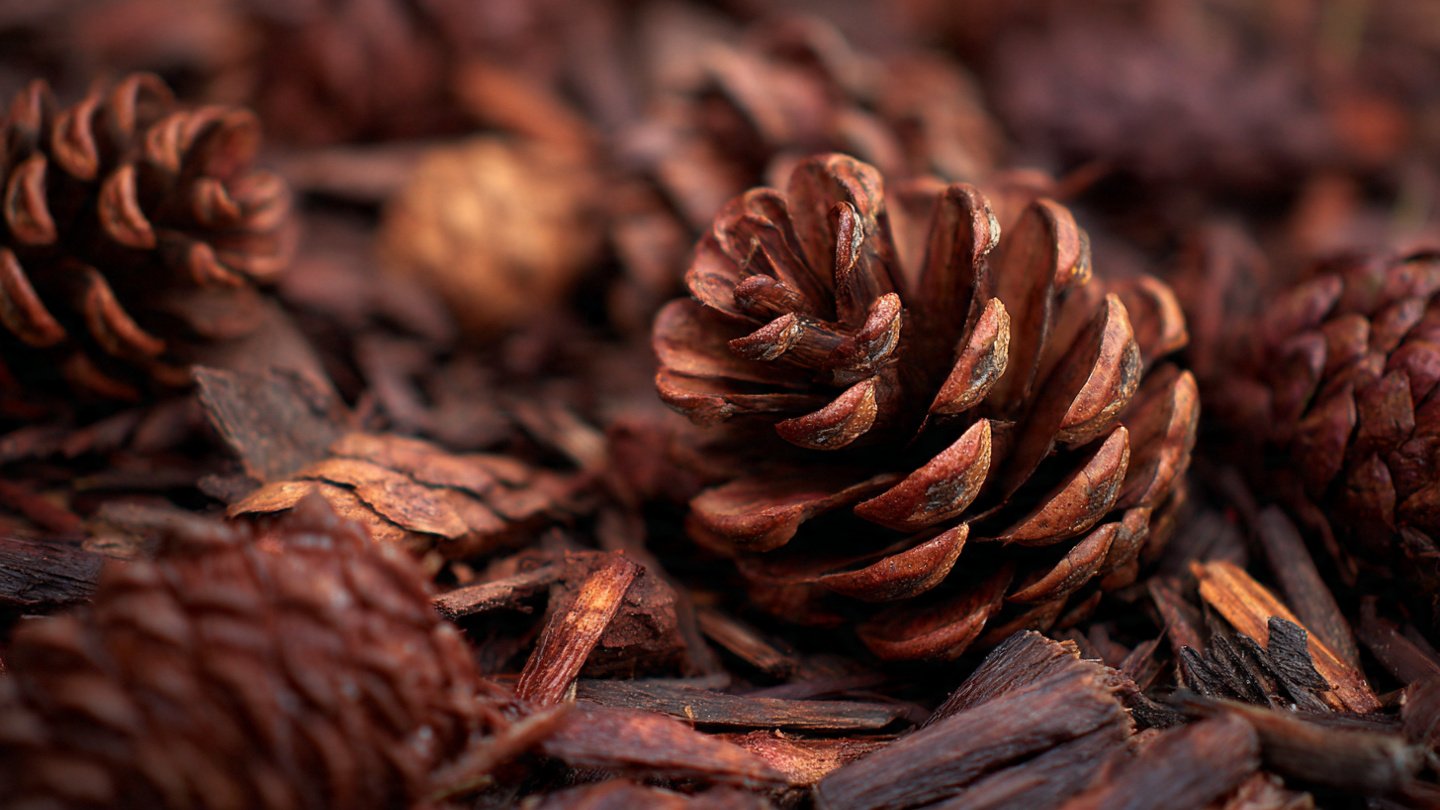 What Makes Pinecones the Perfect Secret Garden Mulch?